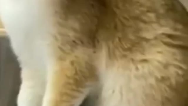 Cute cat funny videos 2022 #viral# funniest animal,#animalsakp