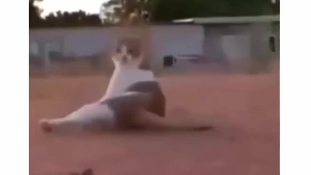 Animals funny videos trending