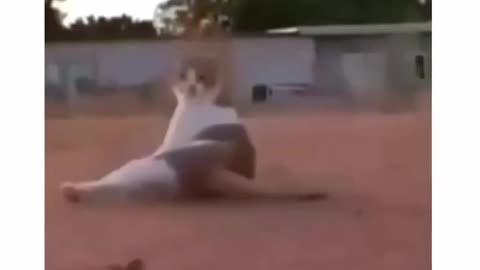 Animals funny videos trending