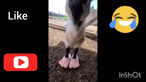 Funny Animal Videos Cats And Dogs Videos