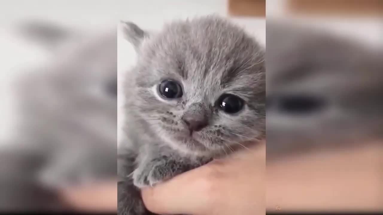 funny and adorable kitten video compilation part 4