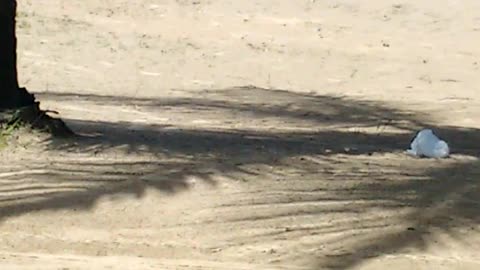 View of the Beach with Bottom Ships