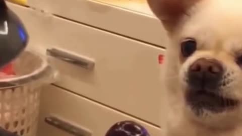 Funny Cats of the Day, Enjoy the Video