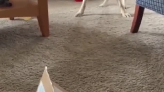小狗狗只会眨巴黑漆漆的眼睛