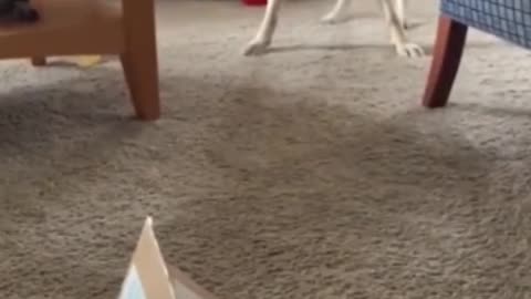 小狗狗只会眨巴黑漆漆的眼睛