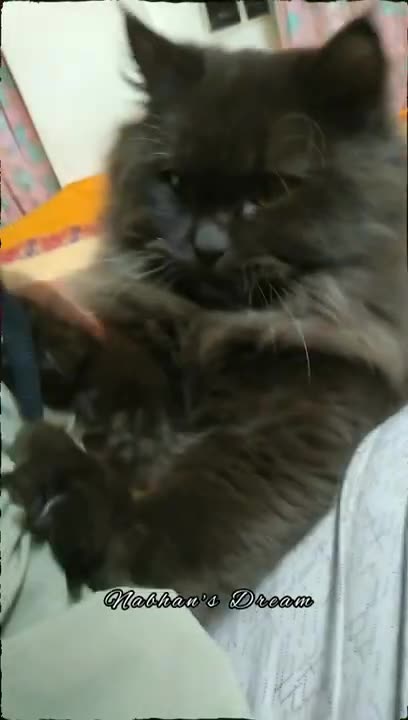 persian cat funny moments || What's app status