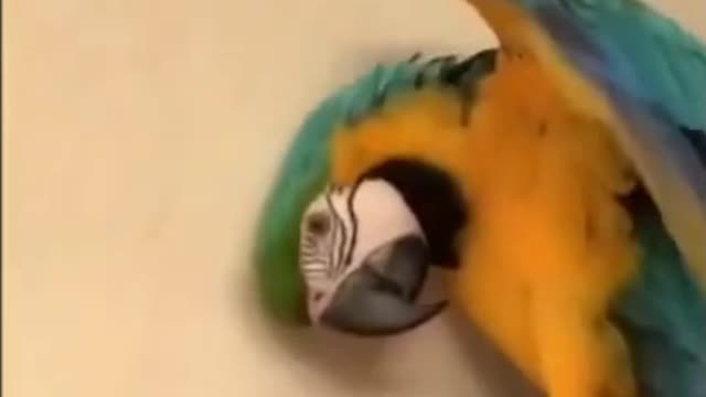 An angry parrot covers its face with its wing