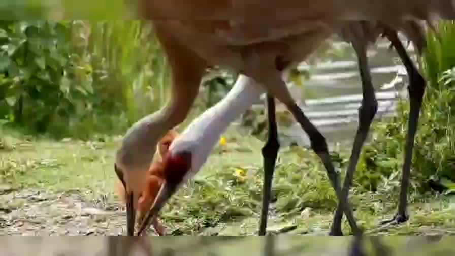 Nature 1: Red Crowned Crane