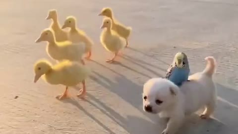 Baby Dog playing with ducks