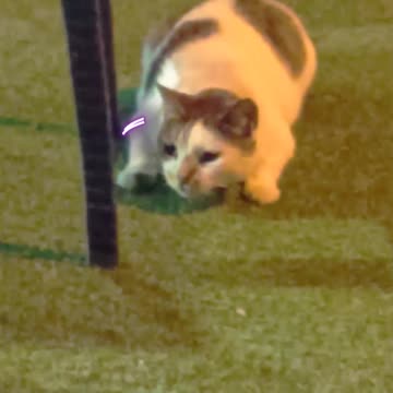 Funny cat with twirkle ass