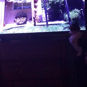 Sasha watching TV, never gets enough lol