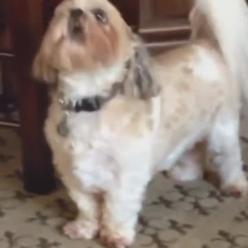 Sassy little dog howling at his owner