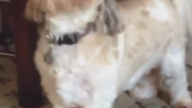 Sassy little dog howling at his owner