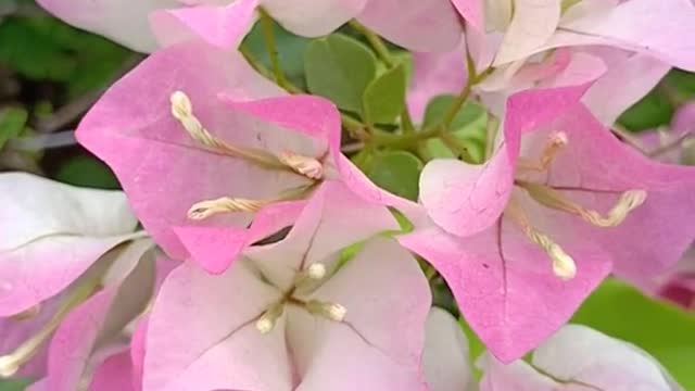 What is the name of this little flower