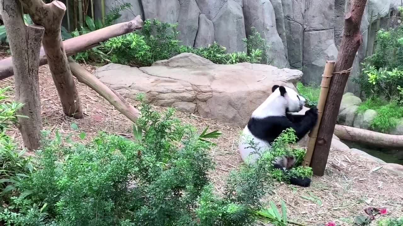 Cutest videos in the world