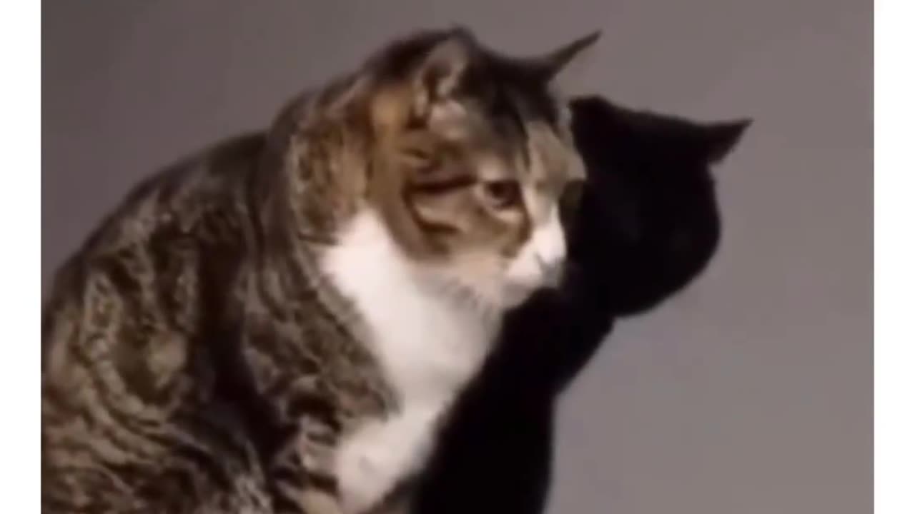Cats and Dog Comedy Central - Get Ready to Chuckle!