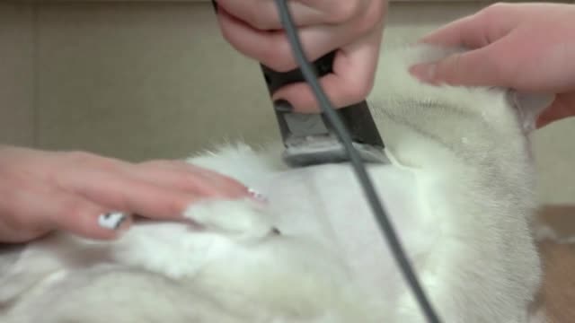 Female hands, cat grooming. Cat getting haircut, trimmer