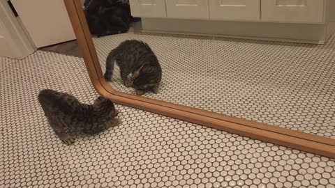 Kitten Experiencing a Mirror for the 1st Time