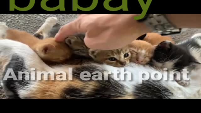 Newborn babay cat | cute babay cat