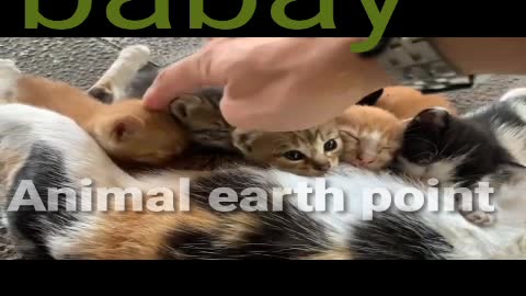 Newborn babay cat | cute babay cat