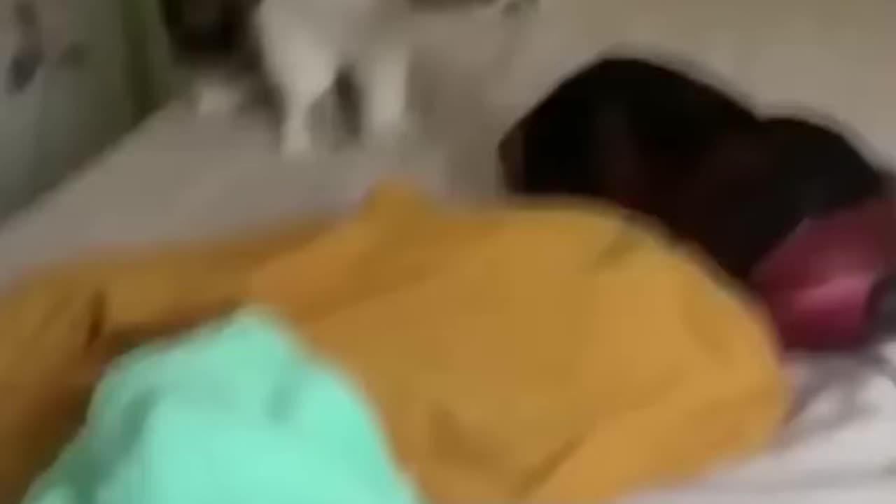 Funny ππcat videos please follow me and like
