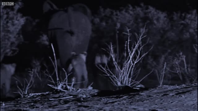 A Pride Of Lions Take Down An Elephant | Planet Earth | BBC Earth