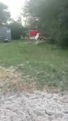 The horse ran to the sound of feed