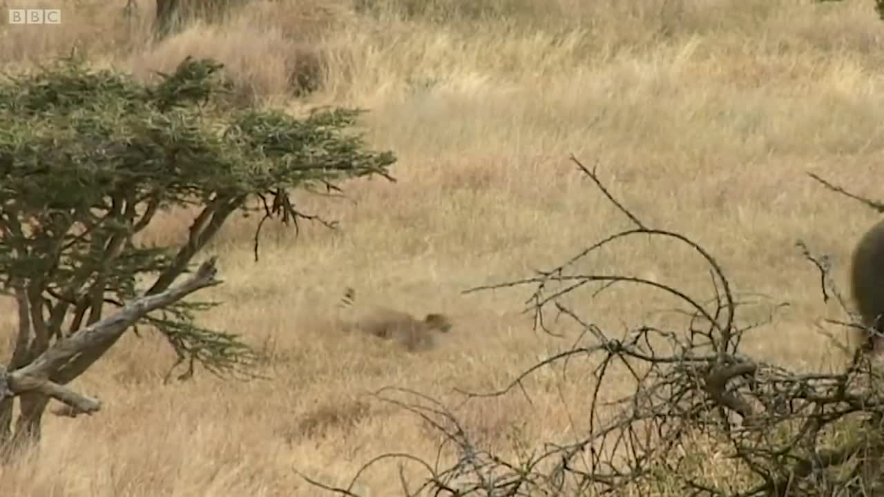 Best Cheetah Moments | Top 5 | BBC Earth