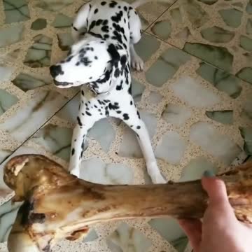 Dalmatian shocked after receiving giant bone treat