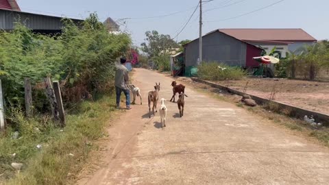 Goat life with owner (4)