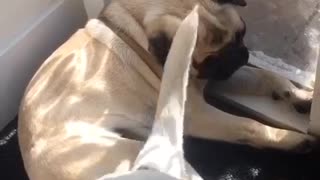 Bulldog and Pug “TailFan”