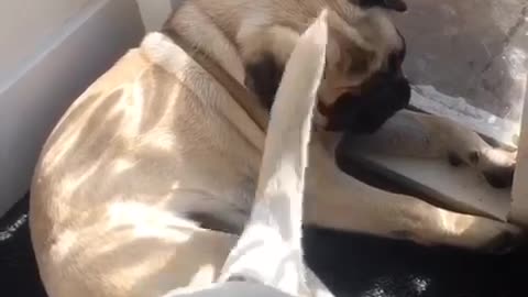 Bulldog and Pug “TailFan”
