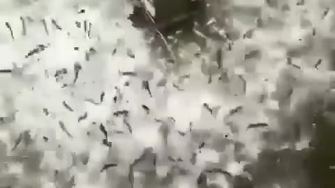 This is a beautiful and charming water-dwelling species