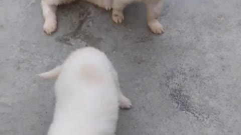 cute puppies cute dog funny dog 😍🐕🔥 #shorts#funny animal video