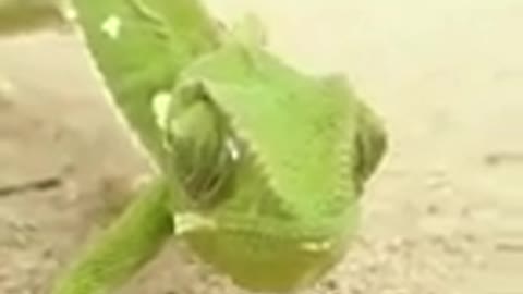 Funny common chameleon cat dog animals videos_