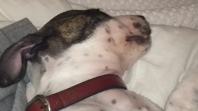 White dog howling while laying on bed