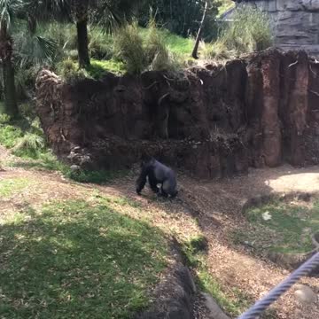 Gorilla just wanted some privacy