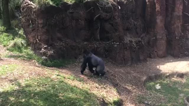 Gorilla just wanted some privacy