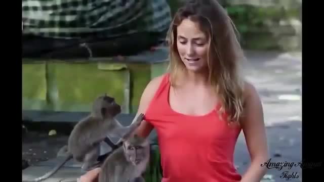 Monkeys Funny -Moments Video