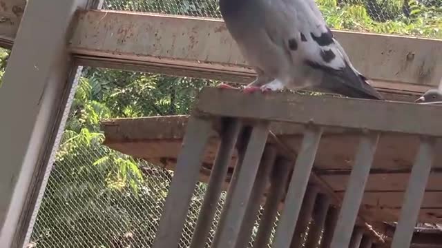 The pigeon is sorting its feathers