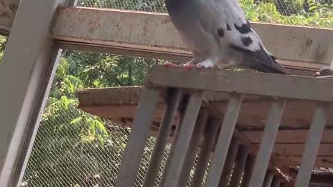 The pigeon is sorting its feathers