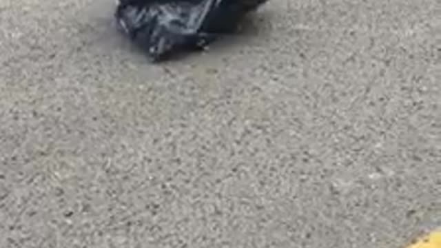 She found a bag, that moves in road to work - What was inside?!