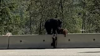 Bear Cub Learning How to Climb Barrier