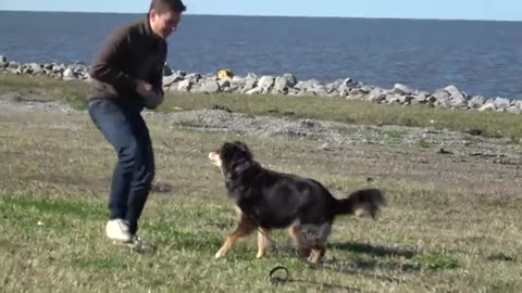 How to Train your Puppy 6 Tricks in 1 Day_