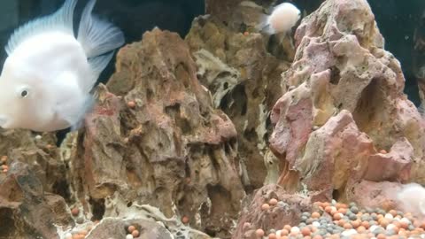 Fish tank landscaping at home, rockery sinking wood and mini parrot fish!