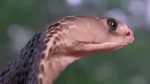 Eagle Frantically Attacks Leopard Stopping The Brutal Hunt To Protect Bird Baby Animal World