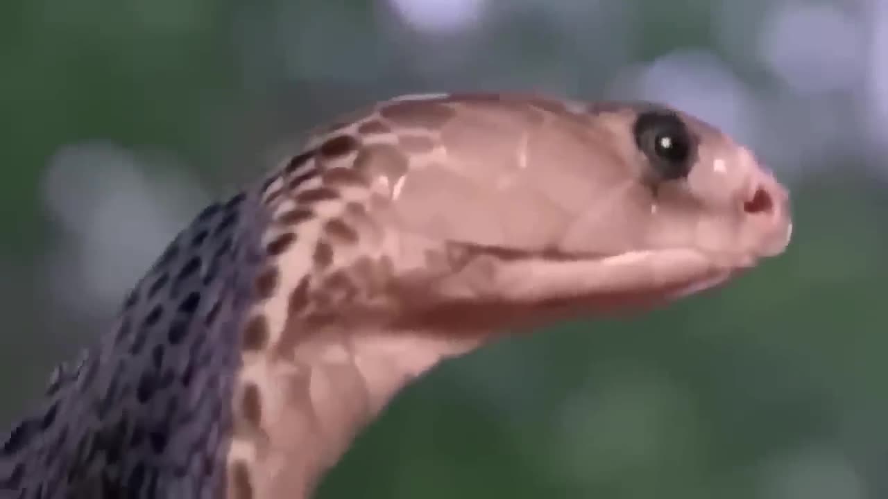 Eagle Frantically Attacks Leopard Stopping The Brutal Hunt To Protect Bird Baby Animal World