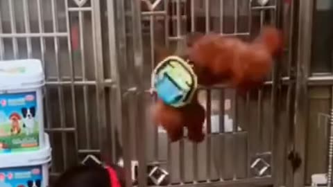 funny dogs videos