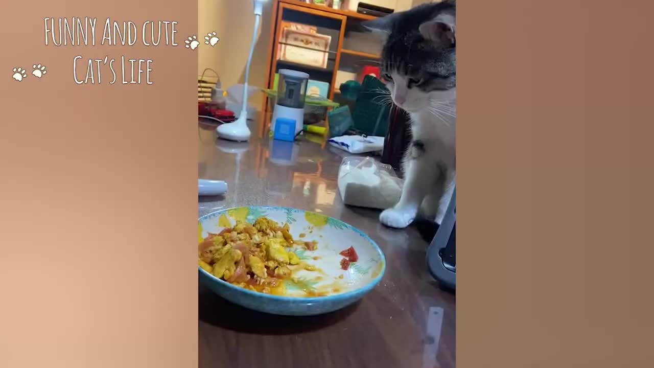 crazy cats over