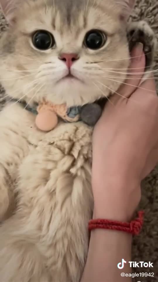 Cat Dial phone number !! Hello Catoo..